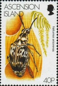 Neltumius arizonensis