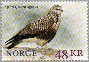 Rough-legged Hawk (Buteo lagopus)