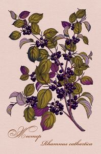 Rhamnus cathartica