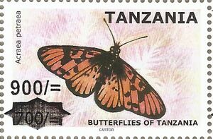 Blood-red Acraea (Acraea petraea) Male