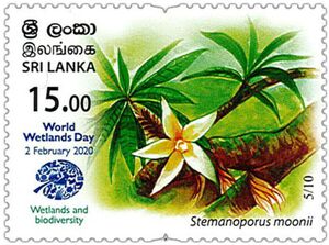 Stemanoporous moonii