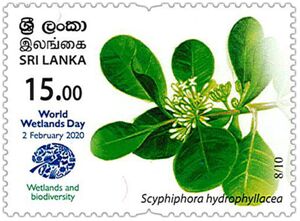 Scyphiphora hydrophyllacea