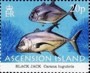 Black Jack (Caranx lugubris)