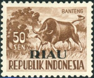 Banteng (Bos javanicus)