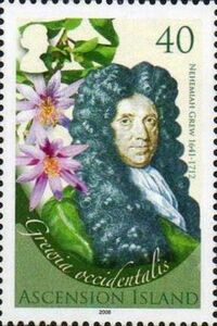 Nehemiah Grew (1641-1712), Grewia accidentalis