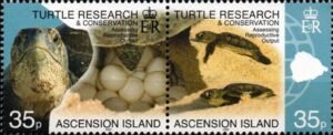 Turtle Research and Conservation