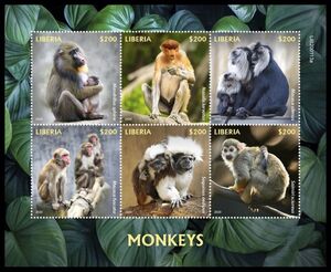 Monkeys