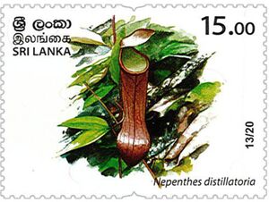 Nepenthes distillatoria