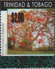 Royal poinciana tree