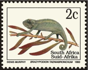 Smith's Dwarf Chameleon (Bradypodion taeniabronchum)