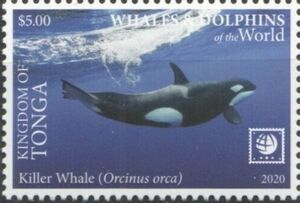 Killer Whale (Orcinus orca)