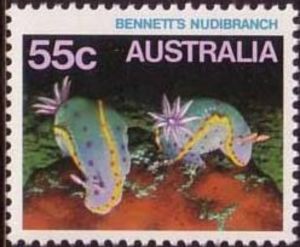Bennet's Nudibranch (Hypselodoris bennetti) 