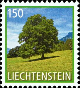 Common Walnut (Juglans regia)