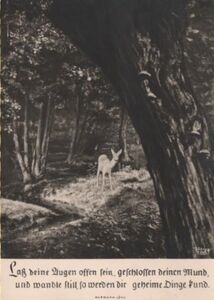 Roe Deer in Forest