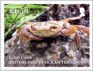 Land Crab