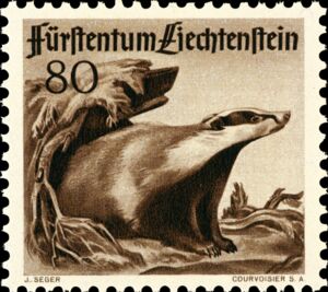 European Badger (Meles meles)