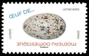 House Sparrow (Passer domesticus) Egg