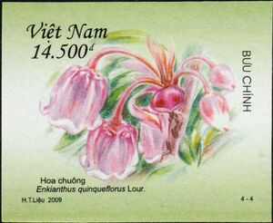 Enkianthus quinqueflorus