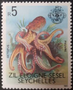 Octopus (Octopus sp.)
