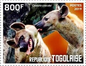 Spotted Hyena (Crocuta crocuta)