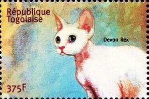 Devon Rex
