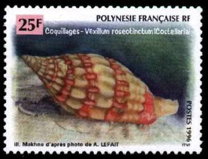 Rose-tinted Mitre (Vexillum roseotinctum)