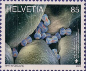 Forget-me-not pollen