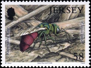 Ruby-tailed Wasp (Chrysis ignita)