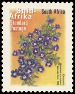 Karoo Violet (Aptosimum procumbens) - Suid-Afrika