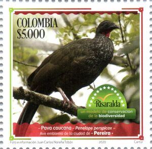 Cauca Guan (Penelope perspicax)
