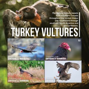 Turkey Vultures (Cathartes aura)