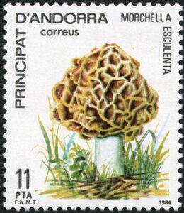 Morchella esculenta, (Common morel)