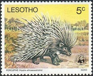 Cape Porcupine (Hystrix africaeaustralis)