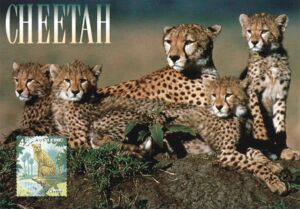 Colnect Item Picture