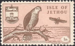 Birds of Jethou - Sparrow Hawk