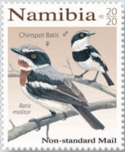 Chinspot Batis (Batis molitor)