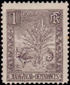 Traveller's Tree and Zebu