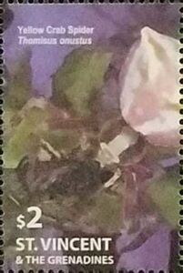 Yellow Crab Spider (Thomisus onustus)