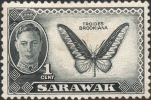 Rajah Brooke's Birdwing (Troides brookiana)