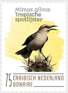 Tropical Mockingbird (Mimus gilvus)