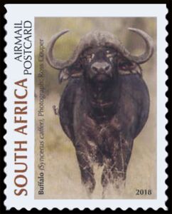 Buffalo (Syncerus caffer)