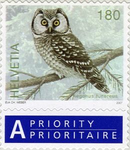 Boreal Owl (Aegolius funereus)