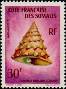 Toothed Top Shell (Trochus dentatus)