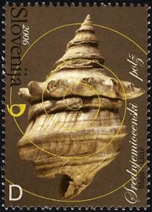 Middle Miocene Fossil - Snail