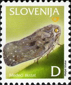 Flatid Planthopper