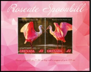 Roseate spoonbill (Platalea ajaja)