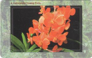 Phonecard: Orchid Ascocenda Duang Porn. (SPT Telecom, Czech ...