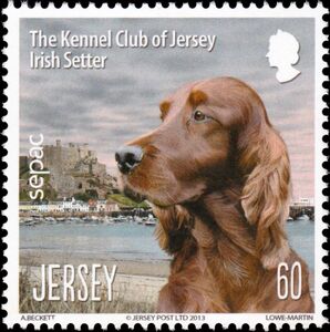 Irish Setter (Canis lupus familiaris)