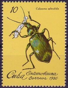 Calosoma Beetle (Calosoma splendida)