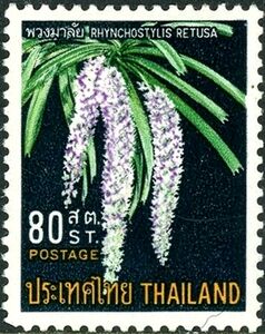 Foxtai Orchid (Rhynchostylis retusa)